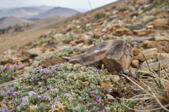 Astragalus kentrophyta tegetarius