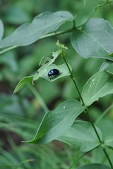 Chrysochus asclepiadeus