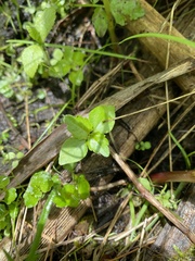Pilea fontana