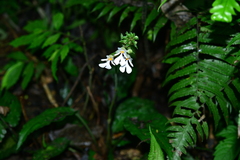 Calanthe alismifolia
