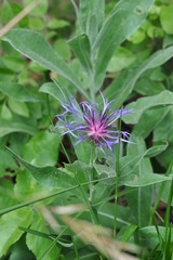 Centaurea triumfettii