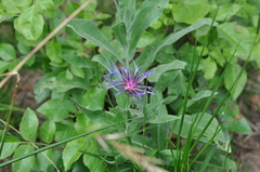 Centaurea triumfettii