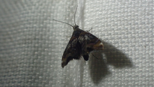 Skullcap Skeletonizer Moth photo 5