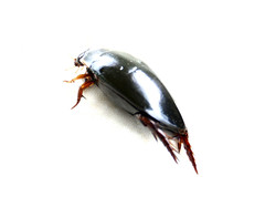 Cybistrinae
