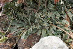 Phacelia hastata compacta