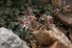 Phacelia hastata compacta