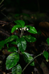 Ardisia pusilla
