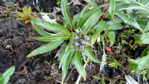 Image of Saussurea tilesii by (c) nina_nesterova, some rights reserved (CC BY)