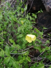 Haplophyton crooksii