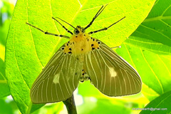 Asota canaraica