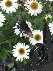 Papilio polyxenes