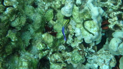 Labroides phthirophagus