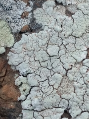 Lecanora sulphurea