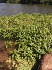 Persicaria ferruginea
