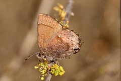 Callophrys henrici