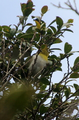 Zosterops ceylonensis