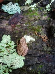 Pseudacris brachyphona