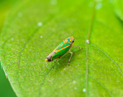 Graphocephala versuta