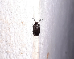 Coleoptera