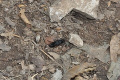 Platydracus fulvipes