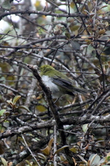 Zosterops ceylonensis