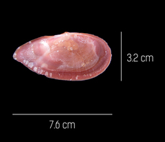 Eurytellina simulans