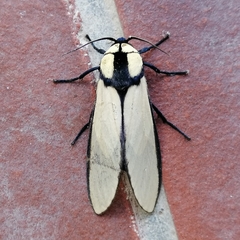 Machaeraptenus ventralis