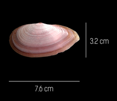 Eurytellina simulans