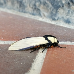 Machaeraptenus ventralis