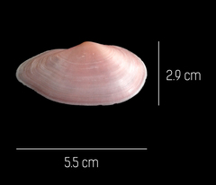 Eurytellina simulans