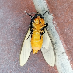 Machaeraptenus ventralis