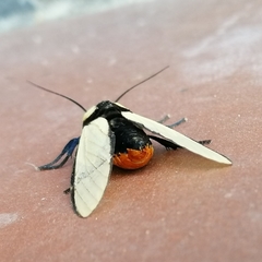 Machaeraptenus ventralis