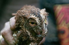 Otus sulaensis