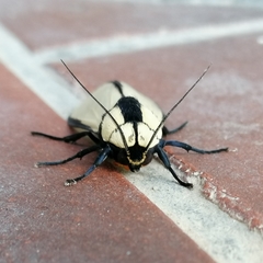 Machaeraptenus ventralis