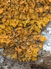 Xanthoria calcicola