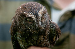 Otus sulaensis