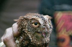 Otus sulaensis