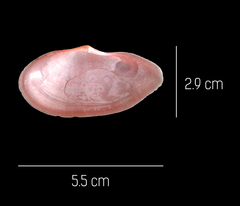 Eurytellina simulans