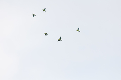 Prioniturus platurus