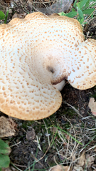 Cerioporus squamosus