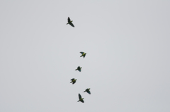 Prioniturus platurus