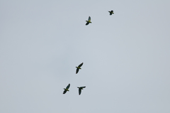 Prioniturus platurus