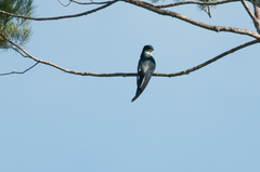 Hemiprocne longipennis