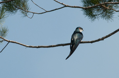 Hemiprocne longipennis