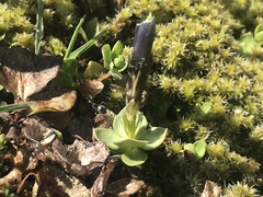Gentiana brachyphylla
