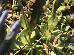Gentiana brachyphylla