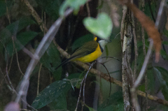 Pachycephala macrorhyncha clio