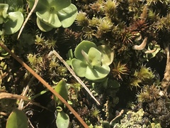 Gentiana brachyphylla
