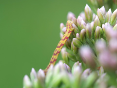Eupithecia centaureata