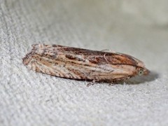 Eucosma cana